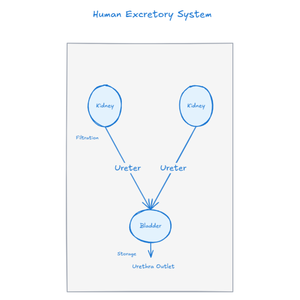 Human Excretory System